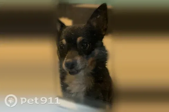 Found pets Broken Arrow, photo: Found dog, West Delmar Street, 2300, Broken Arrow - very friendly