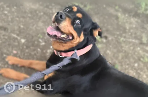 Lost pets Arlington, photo: Lost dog, Twin Post Court, Arlington — female German Rottweiler