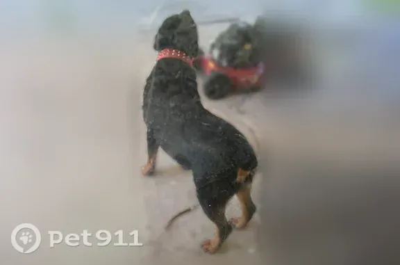 Lost pets Arlington, photo: Lost dog, Twin Post Court, Arlington - German Rottweiler with a black coat and red spiked collar