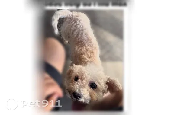 Missing dog Berkeley Lake, photo: Lost dog, 1st Street, 2998, Berkeley Lake - male, small/medium, back legs don’t work well