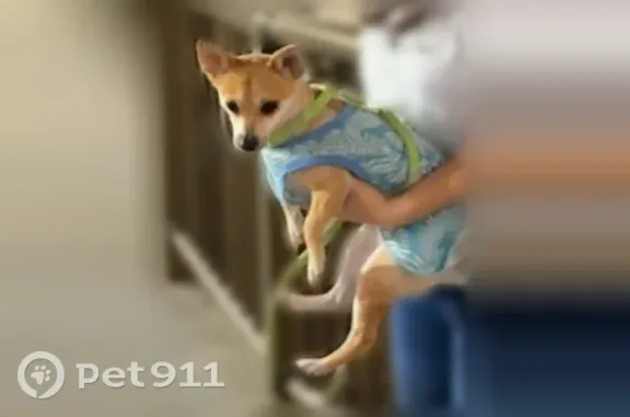Lost dog, Alcor Street, 1979, Harbor Hills, Lomita — brown, wearing blue clothes and a green leash - photo