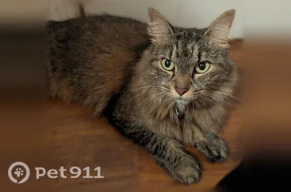 Found cat Queens, photo: Found cat, 49th Street, 25-85, Queens — very friendly, long-haired, brown with black markings