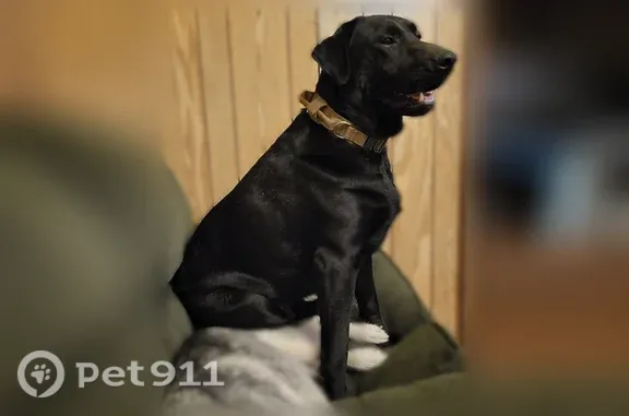 Missing dog Warrenville, photo: Lost dog, Church Street, 6, Warrenville - male, solid black Labrador