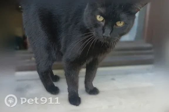 Chat perdu femelle, Place Gambetta, 15, Montigny-en-Gohelle - toute noire - photo