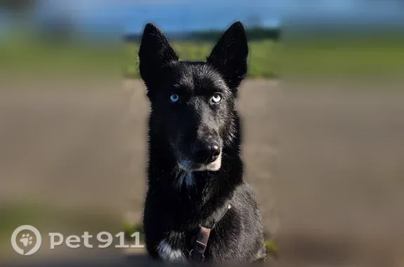 Lost dog, 112th Street East, 7221, Puyallup - female husky German shepherd mix - photo
