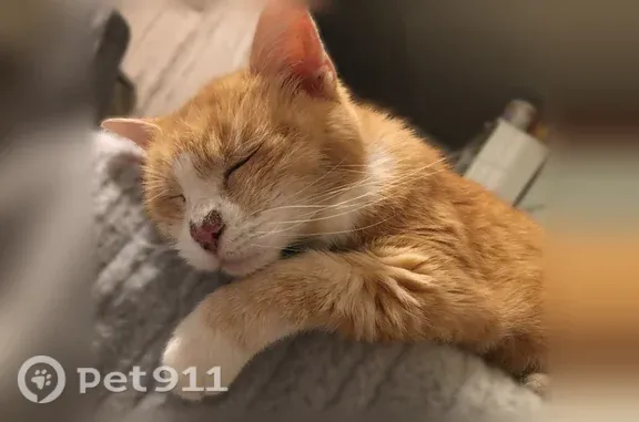 Chat perdu femelle, Rue Jules Fabre, Monteux - chatte tigrée rousse, tatouée à l'oreille droite - photo