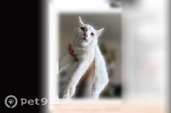 Lost cat, Jay Street, 1410, Lakewood, Denver — deaf white kitten - photo