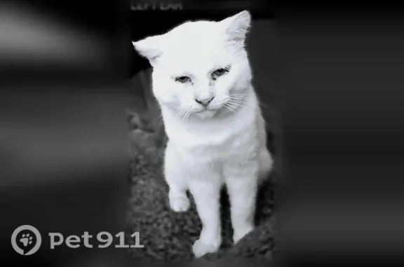 Lost cat male, North National Western Drive, Denver — clipped left ear - photo