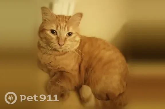 Chat perdu femelle, Saint-Victor-de-Cessieu - tatouée tigrée rousse - photo