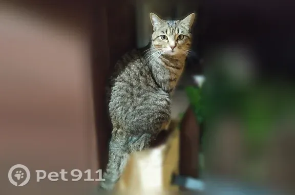 Chat perdu, Route des Crespignans, 11, Saint-Pierre-d'Aurillac - femelle peureuse - photo