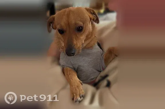 Lost dog, Independence Circle, 104, Odessa, Arlington — no collar, friendly - photo