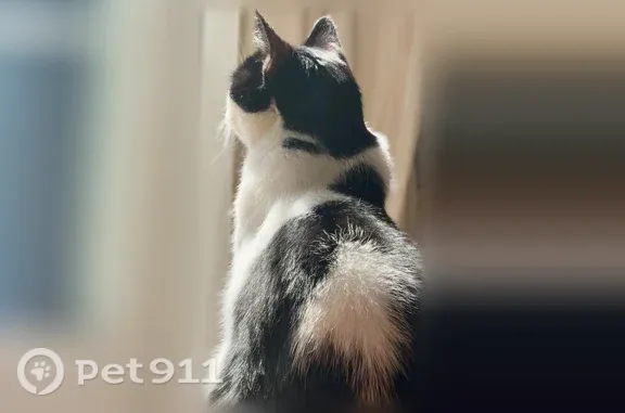 Animaux perdus et trouvés Paris, photo: Chat perdu mâle, Rue Maurice Pruniaux, 2, Bagneux, Paris — noir et blanc