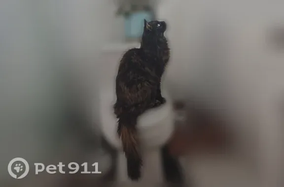 Lost cat, South 5th Avenue, 22, Manville - female tortoiseshell, medium hair - photo