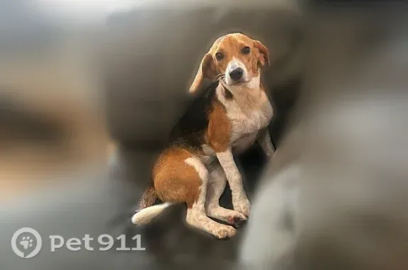 Missing dog Starkville, photo: Lost dog, Sellers Road, Starkville - 6 month old female beagle