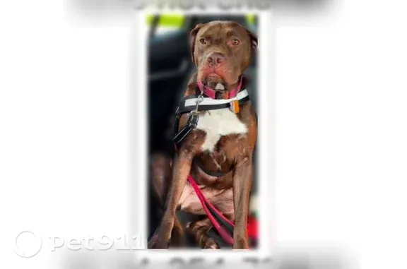 Missing dog Altoona, photo: Lost dog, West Hardies Road, 2232, Gibsonia, Altoona — female, skittish