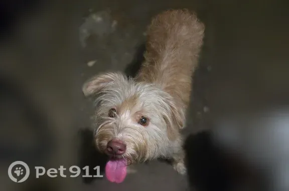 Found pets Irving, photo: Found dog, Senter Road, 901, Irving - small yellow, silky-haired female
