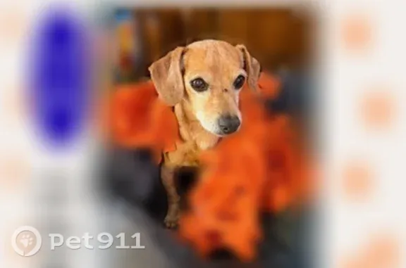 Missing dog Colorado Springs, photo: Lost dog, Altura Street, 10142, Commerce City, Colorado Springs - 14-year-old chiweenie with health and eye issues