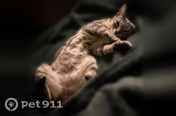 Lost cat, Lexington Court, 2655, East Garrison, Marina - photo