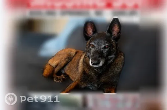 Missing dog Charlotte, photo: Lost dog, Flint Hill Church Road, Shelby, Charlotte — female senior Belgian Malinois