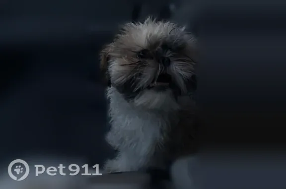 Lost dog, 38th Avenue, 66495, Byers - small white Shih Tzu - photo