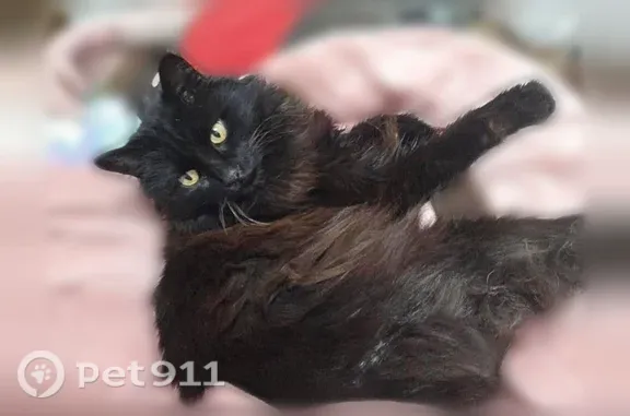 Lost cat, East White Lake Drive, 2190, Twin Lake - long-haired black cat with yellow eyes - photo
