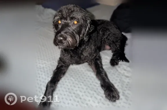 Lost dog, Wyndham Road, 580, Teaneck, Hackensack — female, all black coat, red collar with a chain - photo