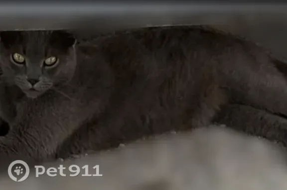 Lost cat, North Elm Avenue, 6, Evansville - neutered male, blue gray coat - photo