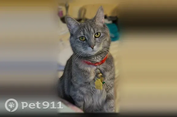 Lost cat, Dunedin Street, 14, Town of Smithtown, Smithtown — female grey tabby - photo