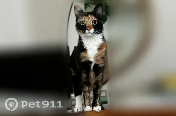 Missing cat Los Angeles, photo: Lost cat, Oxnard Street, 14024, Los Angeles — female calico with a white sock