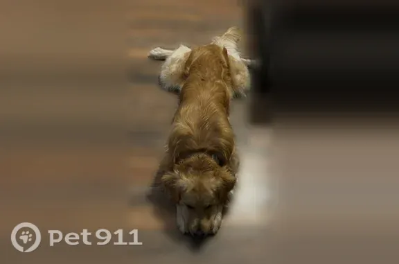 Missing dog Clinton, photo: Lost dog, Pop Hollow Road, 610, Clinton - male Golden Retriever