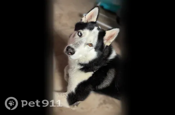 Lost dog, Cole Grade Road, 31930, Valley Center - black and white, one blue eye and one brown eye - photo