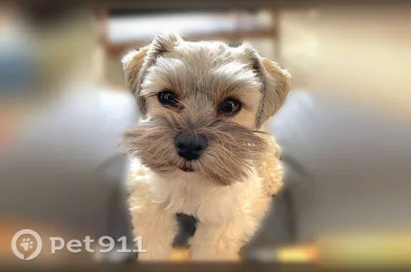 Missing dog Salem, photo: Lost dog, Candalaria Boulevard South, 605, Salem — female, bob tail