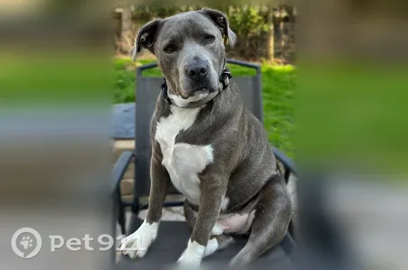 Missing dog Port Huron, photo: Lost dog, Fitzgerald Road, 5355, Saint Clair, Port Huron - grey pitbull