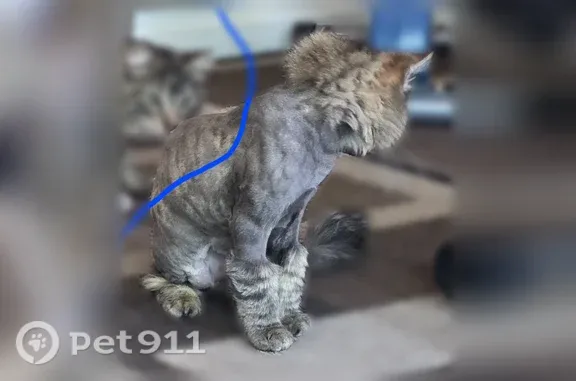 Missing cat Sparks, photo: Lost cat, Wabash Circle, 2112, Sparks - male, chipped, shaved like a lion