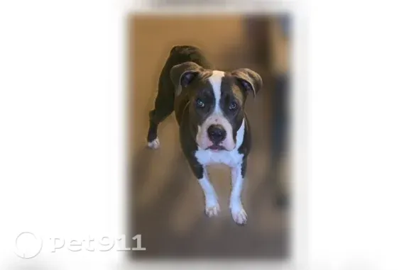 Lost dog, Glenwood Avenue, 1823, Minneapolis - male, gray-white, red collar - photo