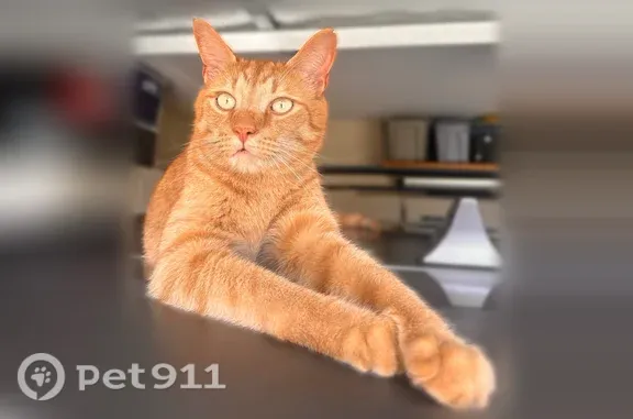 Lost cat, Camellia Drive, 104, Wetumpka - male, ginger striped fur - photo