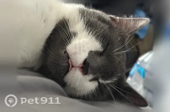 Missing cat Croydon, photo: Lost cat, Rancocas Road, 1700, Burlington Township, Croydon - grey and white, very friendly