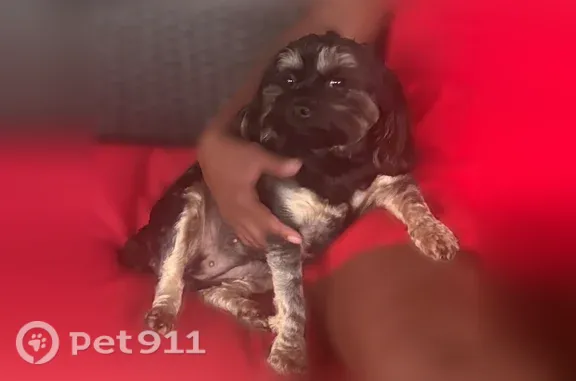 Lost dog, Burgoo King Road, 9218, Louisville — female, black Morkie - photo