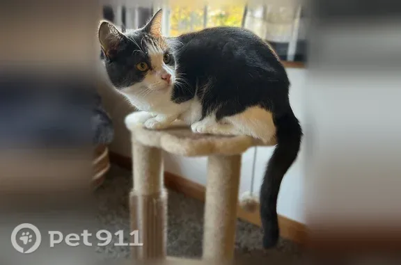 Lost cat, Pine Grove Lane, Etna — grey and white domestic shorthair - photo