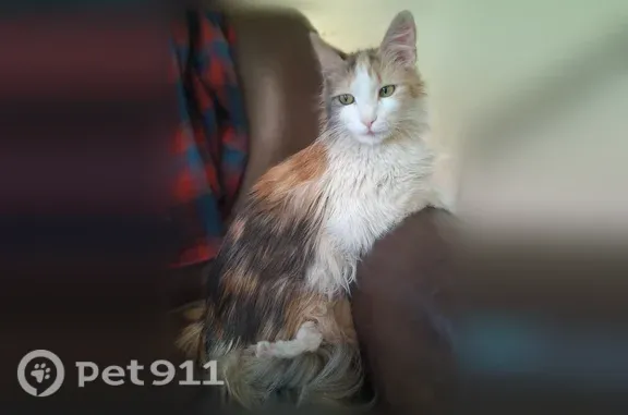 Lost cat, Ruth Street, 3084, Philadelphia - female, pastel calico - photo