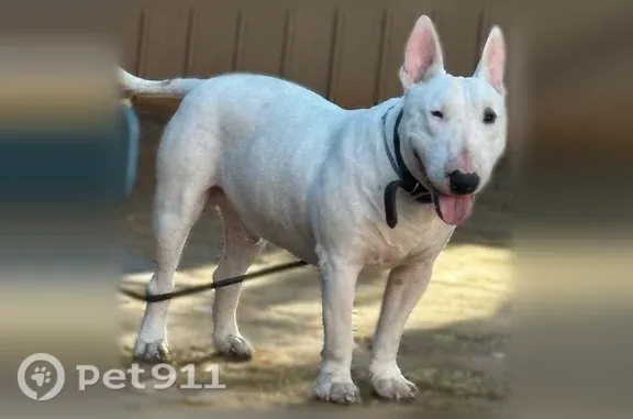 Missing dog Shingle Springs, photo: Lost dog, Walkabout Drive, 6113, Bakersfield, Shingle Springs — male, white left eye, brown collar
