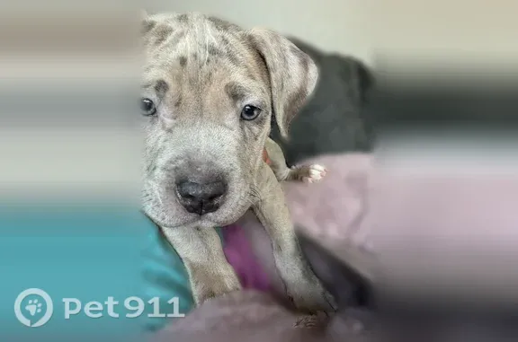 Missing dog Portland, photo: Lost dog, Southwest 90th Avenue, 11790, Portland - female, 5 months old