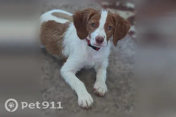 Lost dog, McKelvie Road, 320, Lincoln - male, 4 months old - photo
