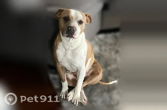 Missing dog Richmond, photo: Lost dog, Macdonald Avenue, Richmond - light brown, playful