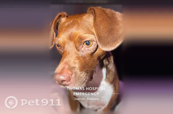 Missing dog Springfield, photo: Lost dog, U.S. 98, 1698, Springfield - female, very afraid of people