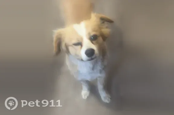 Missing dog Rupert, photo: Lost dog, 3rd Street, 705, Rupert - small white and brown/tan dog with long skinny legs