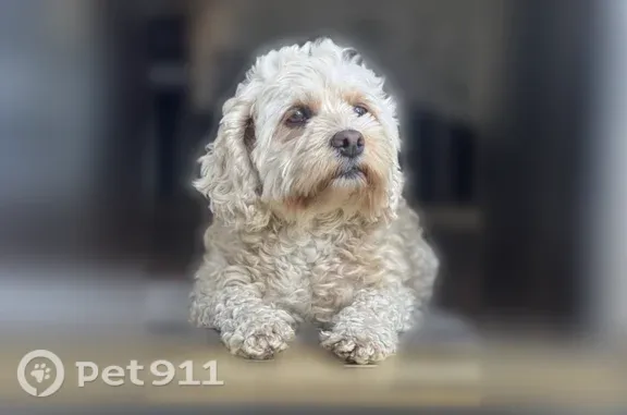 Missing dog Richmond, photo: Lost dog, Macdonald Avenue, Richmond — female, playful