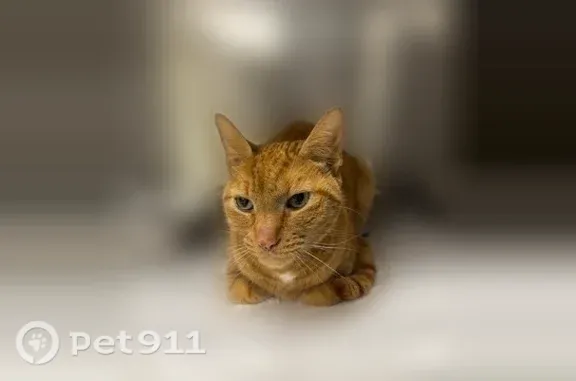 Lost cat, Lorton, Virginia, Fairfax — male, bright orange - photo