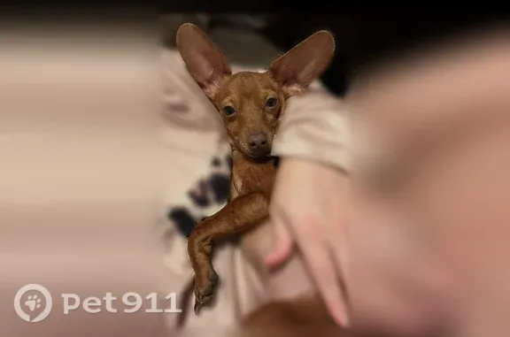 Missing dog Vancleave, photo: Lost dog, Old River Road, 17600, Vancleave — male, small friendly Chihuahua Dachshund mix