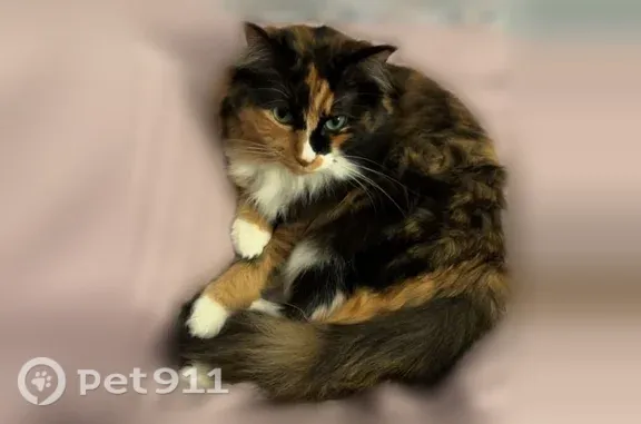 Lost cat, Peacock Drive Southwest, 7625, Huntsville - female calico - photo